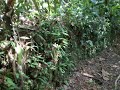 on longe une terrasse tenue par un mur en roche lat�ritique pour acc�der � lescalier monumental de lhabitation la caroline � roura. encore une t�moignage de lhistoire coloniale de la guyane fran�aise. cette habitation a eu jusqu'� 101 esclaves � labolition en 1848. michel favard en �tait le propri�taire.