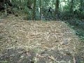 on longe une terrasse tenue par un mur en roche lat�ritique pour acc�der � lescalier monumental de lhabitation la caroline � roura. encore une t�moignage de lhistoire coloniale de la guyane fran�aise. cette habitation a eu jusqu'� 101 esclaves � labolition en 1848. michel favard en �tait le propri�taire.
