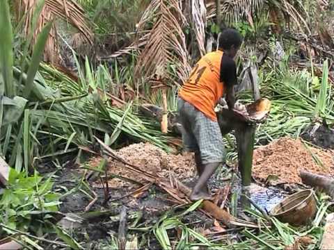 sago - If you want to travel in beautiful Ethiopia go to: http://www.pa-travelling-in-ethiopia.com/ preparing sago - Uwus Asmat Papua Copyrightholder: Wim van Oijen.