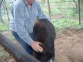 sonny and i were tying up this calf to castorate him and we had a slight change of plans. if you notice i was recording first and that didnt work so i had to give my good friend sundown a helping hand like i really know what i'm doing. whatever it takes to get her done. cheers to muy grande in freer. betty was in the truck asleep , we sure could have used her help. 