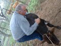 sonny and i were tying up this calf to castorate him and we had a slight change of plans. if you notice i was recording first and that didnt work so i had to give my good friend sundown a helping hand like i really know what i'm doing. whatever it takes to get her done. cheers to muy grande in freer. betty was in the truck asleep , we sure could have used her help. 