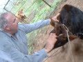 sonny and i were tying up this calf to castorate him and we had a slight change of plans. if you notice i was recording first and that didnt work so i had to give my good friend sundown a helping hand like i really know what i'm doing. whatever it takes to get her done. cheers to muy grande in freer. betty was in the truck asleep , we sure could have used her help. 