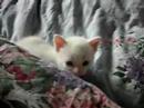 Kittens! 2
