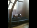 Click here to watch this video Dog gets in shape
