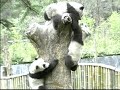 Wolong Baby Pandas @ Play Wolong Baby Pandas @ Play