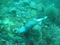 Giant triggerfish