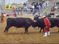BULL-FIGHT-in-OKINAW