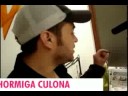 NOTIFLUGTAG - Hormiga Culona