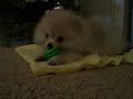 MICRO TINY TEA CUP POMERANIAN