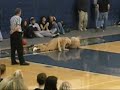 Mascota de equipo de baloncesto tratando de hacer canasta