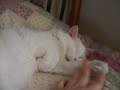 眠りネコ動画