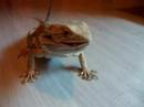 Pogona repas grillon Pogona repas grillon