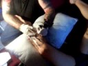 sceance tattoo
