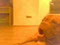 bordeaux dogge spy vs mops emily