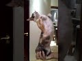Gato equilibrista