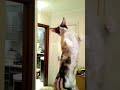 Кошка, которая стоит на руке