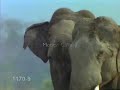 endangered-animals-have-you-forgotten.html