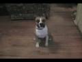 Jake having fun with Sit, Down, and Wait!!