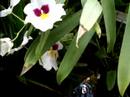 Easy Miltonia Orchid Care