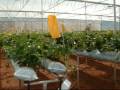 Thailand , RSTDC :  Off-Season Strawberry Growing