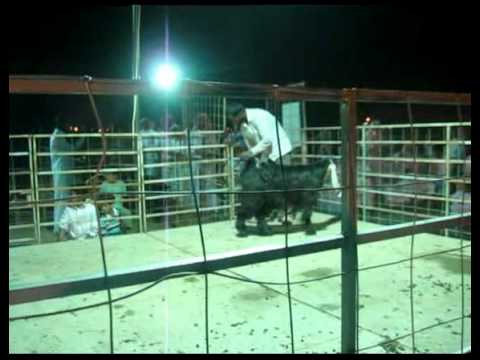 مزاد المجمعة 1431هـ عوارض