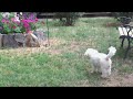 Max the Squirrel Stalker