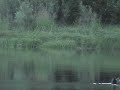 Alaska Animals