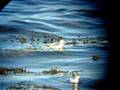videos de Grey Phalaropes feeding