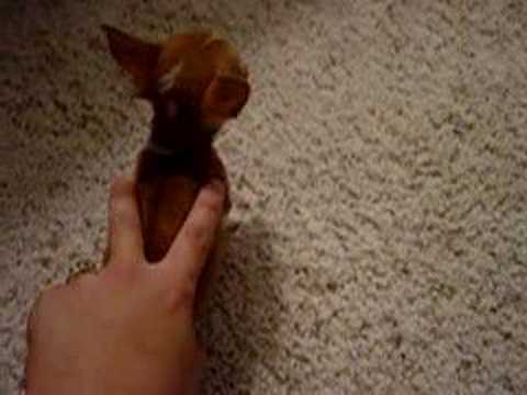 Picture of Chiwawa Puppies For Sale In Ohio Picture of Chiwawa Puppies For Sale In Ohio
