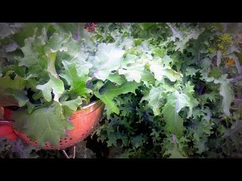 how to harvest russian kale