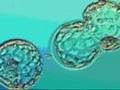 In Vitro Fertilization IVF Infertility Treatment