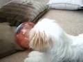 Lhasa Apso Mazy & Hamster