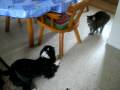 Toby & Mirno
