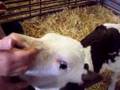 Mark's Third Birthday at Finkley Down Farm -