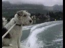 Enzo checking out the wake