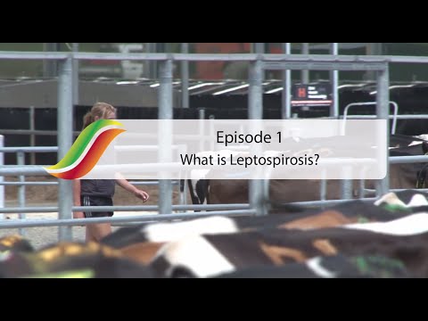 how to control leptospirosis