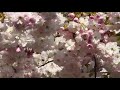 Cherry Blossom Cherry Blossom