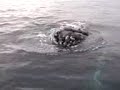 Extreme Whale Watching Extreme Whale Watching