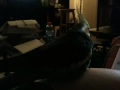 Workin on my tail feathers