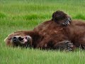 Brown Bear Kicks Back, Katmai #5