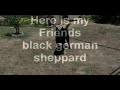 Black German Shepherd