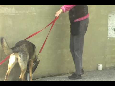 how to train nosework
