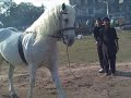 murtajiz2.mp4
