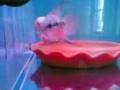 FLyiNg_Fish