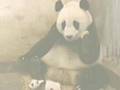 Panda tmazight