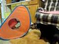 3CoolKats Ep. 29, Whack-A-Mole