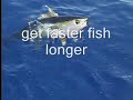 50 pound yellowfin tuna using (jigging) sistem