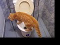 Gato en el ba&ntilde;o