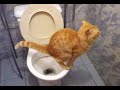Gato en el baño