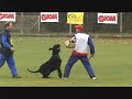 Emilio Laise al mondiale Riesenschnauzer  2007